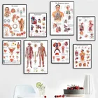 Плакат с изображением анатомии человека, системы мышц, напечатанная карта тела, холст, настенные картины для украшения спальни, медицины