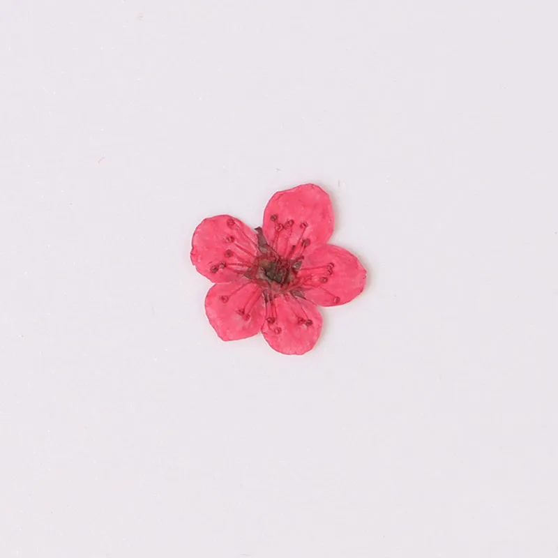 100 шт. Натуральные сушеные цветы сливы эпоксидные украшения материал ногти сухие