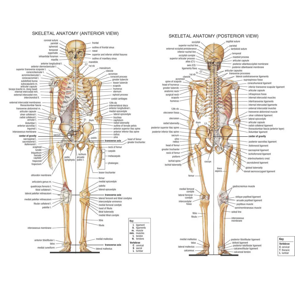 

Skeletal System Anatomical Chart Art Silk Poster Print 24x36inch