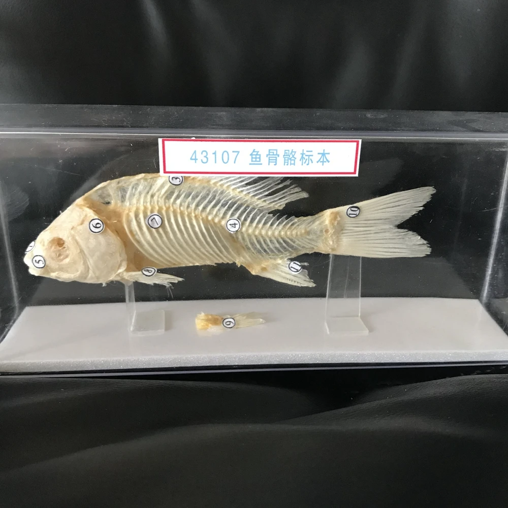 1pcs Taxidermy fish skull specimen real bone Collection school teaching support study