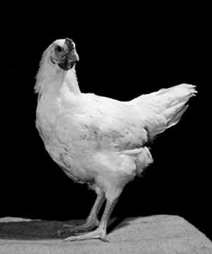 

Vintage Metal Sign Superstock Side Profile of A Chicken Poster Fun Sign