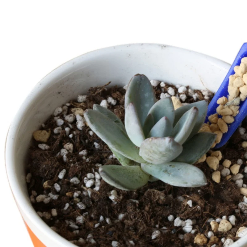 2 шт./компл. суккулентные плантаторы для растений инструмент копания поддонов