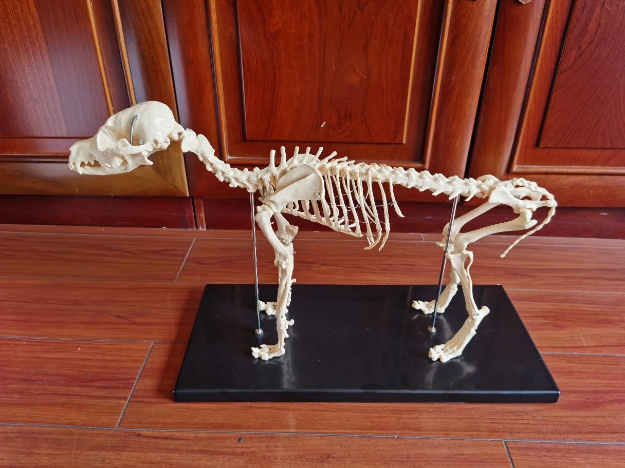 1:1 модель каркаса в натуральную величину