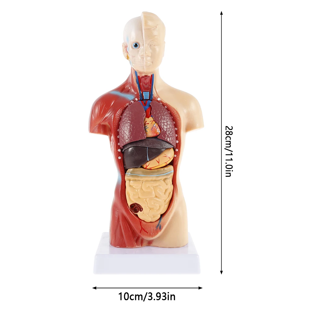 

Human Torso Body Model 4D Organs Education Assembly Model Human internal organs anatomy male female torso anatomical model Hot
