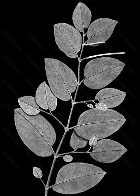 

Diy Diamond Painting Flower Deer Branches and Leaves Simple Handmade Diamond Round Diamond Square Diamond Diamond Home