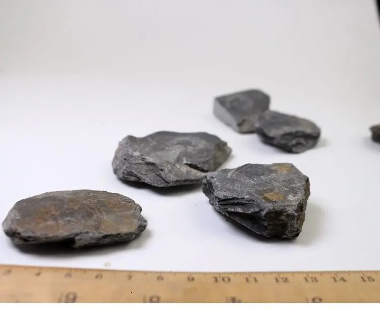 Палеоленус лантеноиси трилобиты окаменелые гуаньшань Биота Polular Science Fidelity Fossil