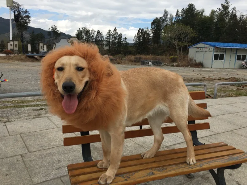 

Cute Pet Cosplay Clothes Transfiguration Costume Lion Mane Winter Warm Wig Cat Large Dog Party Decoration with Ear Pet Apparel