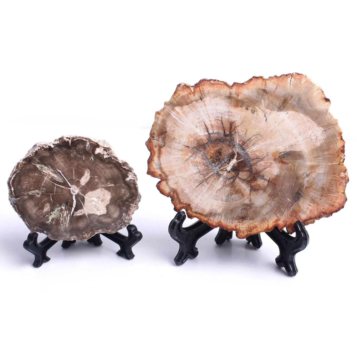 1 шт. полированный микросекти из натурального окаменевшего дерева кусочки