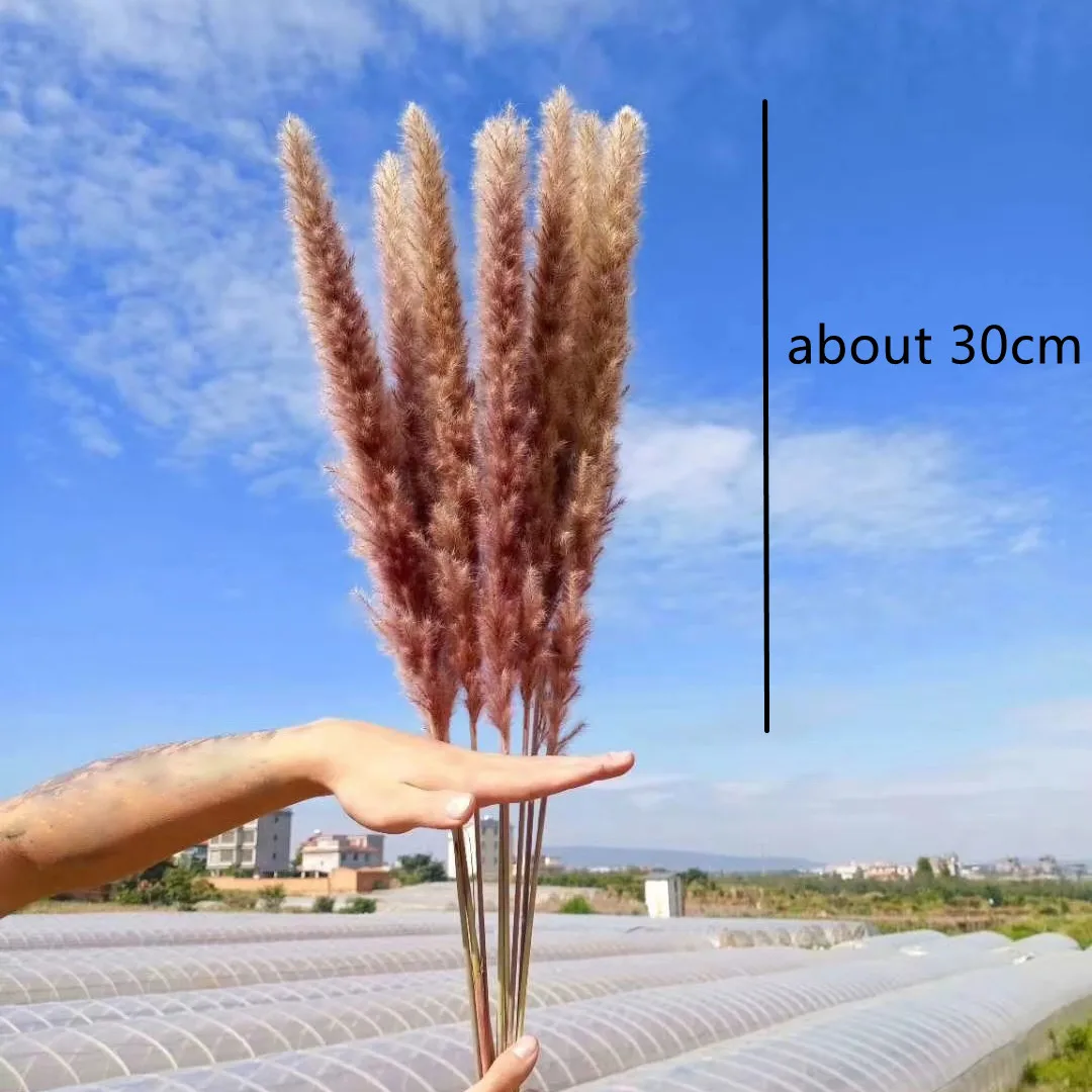 

30-60pcs Special Offer Dekoration Reed Natural Dried Small Pampas Grass Phragmites Artificial Plants Wedding Flower