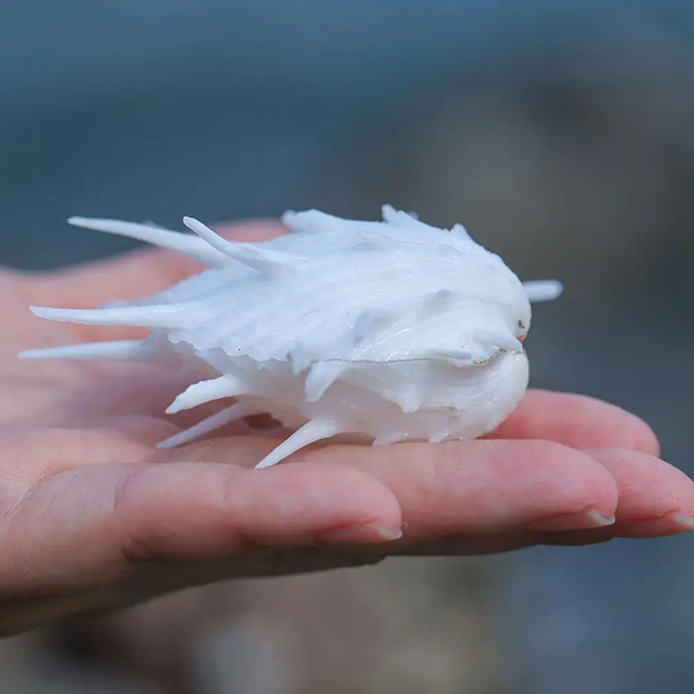 7-11 см натуральные морские хризантемы Колючая тысяча раковин образцы улитки