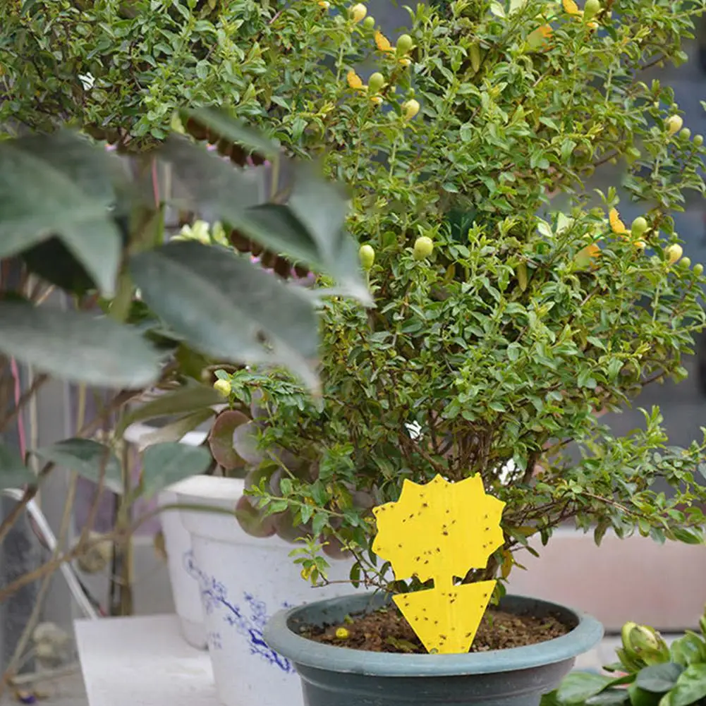 12 шт грибковых насекомых двусторонний Ловец растение для тли сильный клей