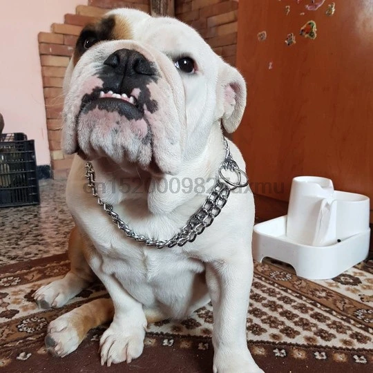 20 шт двойной собачий ошейник с цепью свинцовый прочный уличный для собак больших