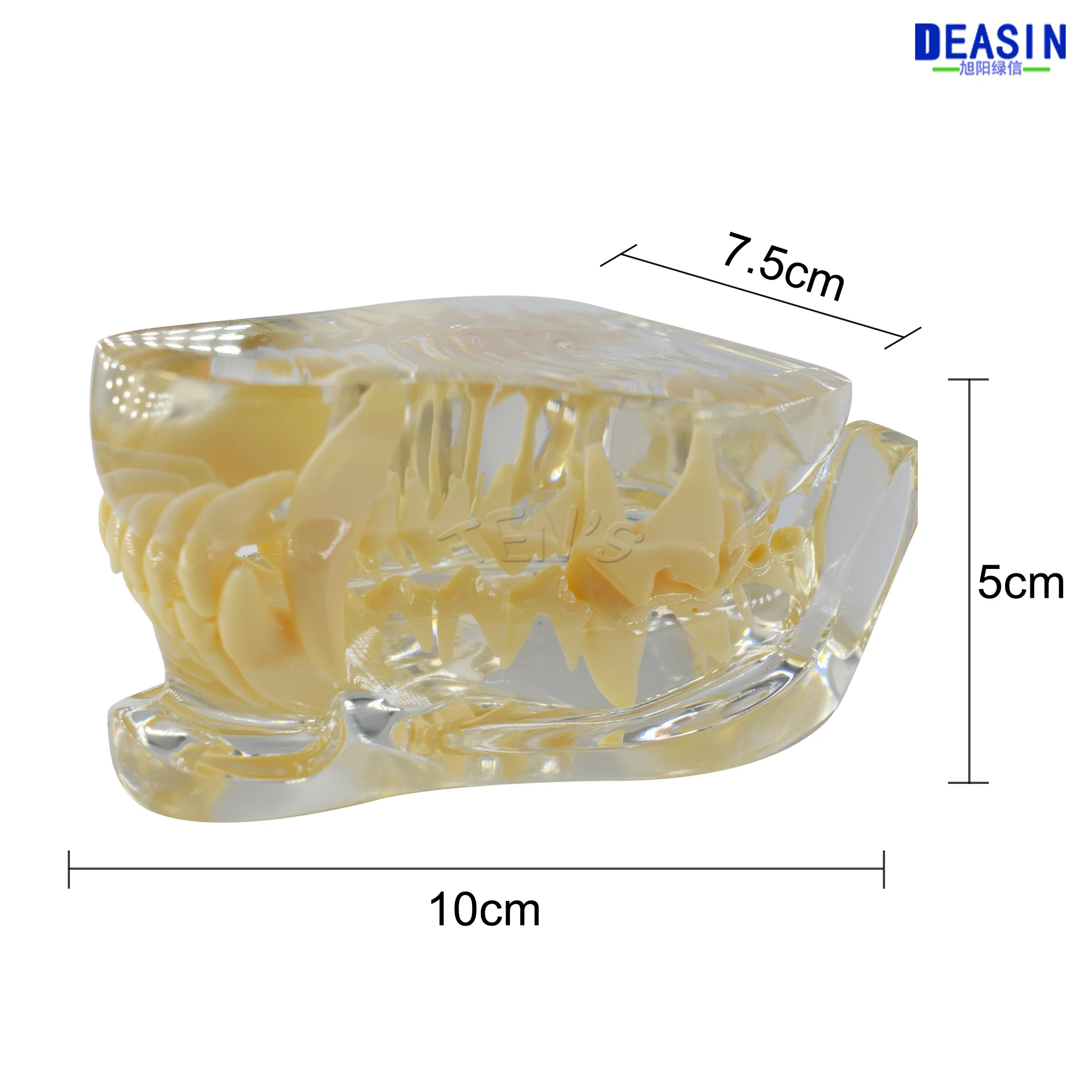 Good Quality 2017 new Dog tooth jaw model Veterinary Teaching Dog tooth transparent professional model