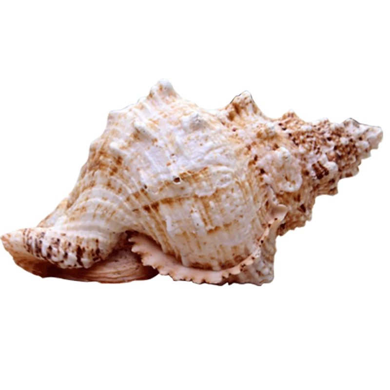 Природный раковины натуральный большой лягушка семья аксессуары морской ветер