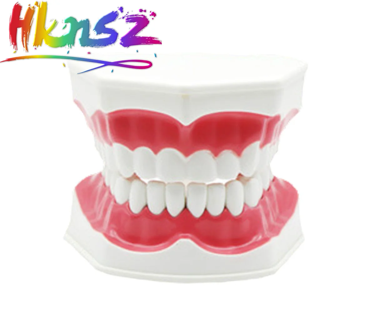 

teeth model brush teaching models Removable Lower Teeth,Dental Adult standard oral model,early Educational for kids,tooth models