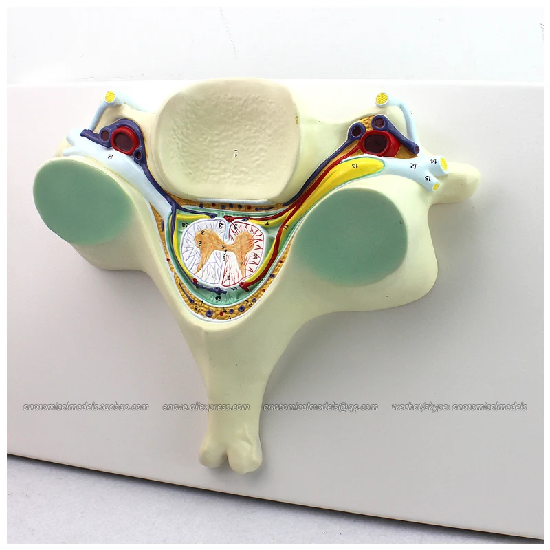 CMAM/12394 пятая Шейная позвонка с позвоночником и нервом 7x медицинская основная