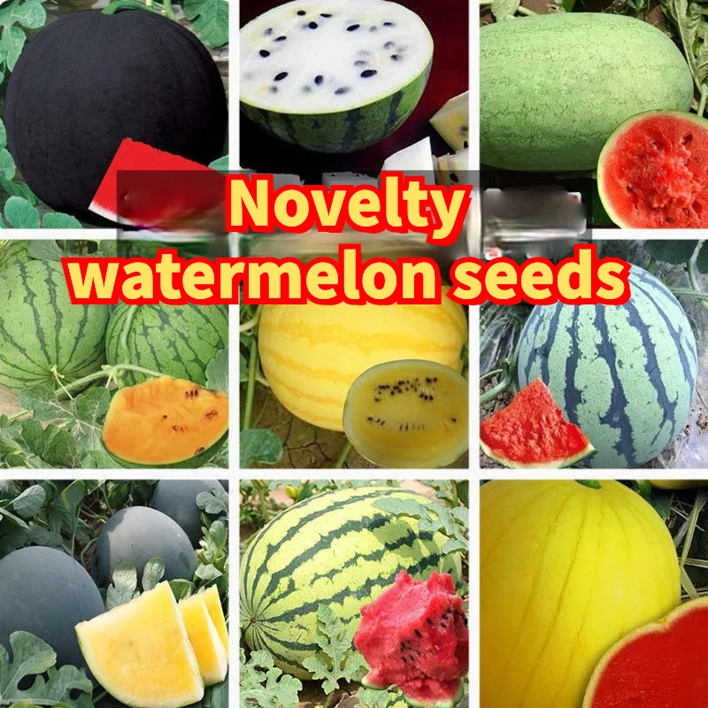 

60PCS Novelty Watermelon Seed 8424 Super Sweet Watermelon Seed Black Skin Red Meat Yellow Meat Seedless Watermelon