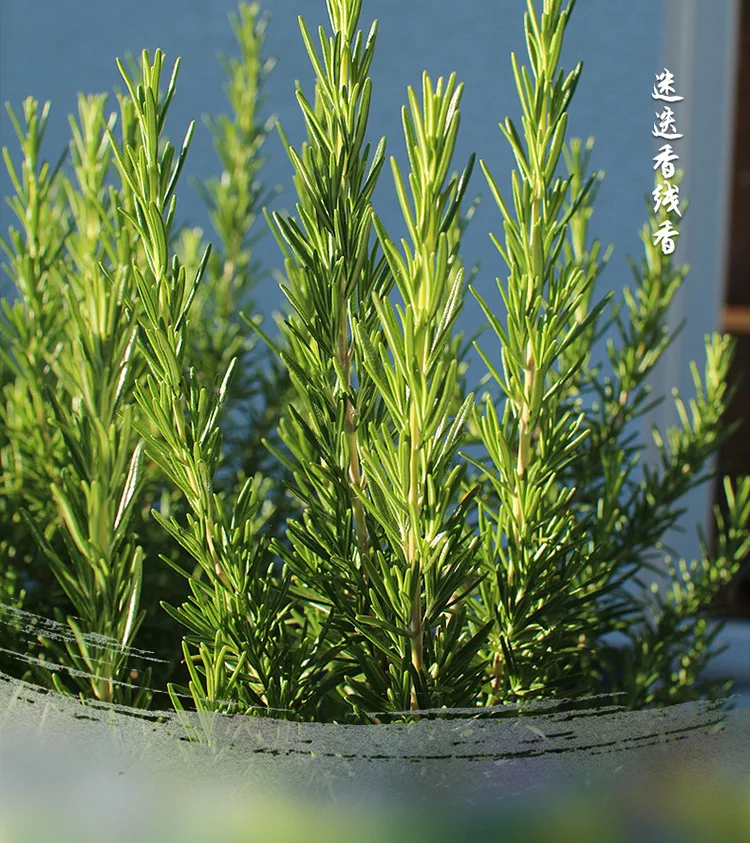 Alecrim индийские ароматические палочки розмарин палка благовония для буддийских