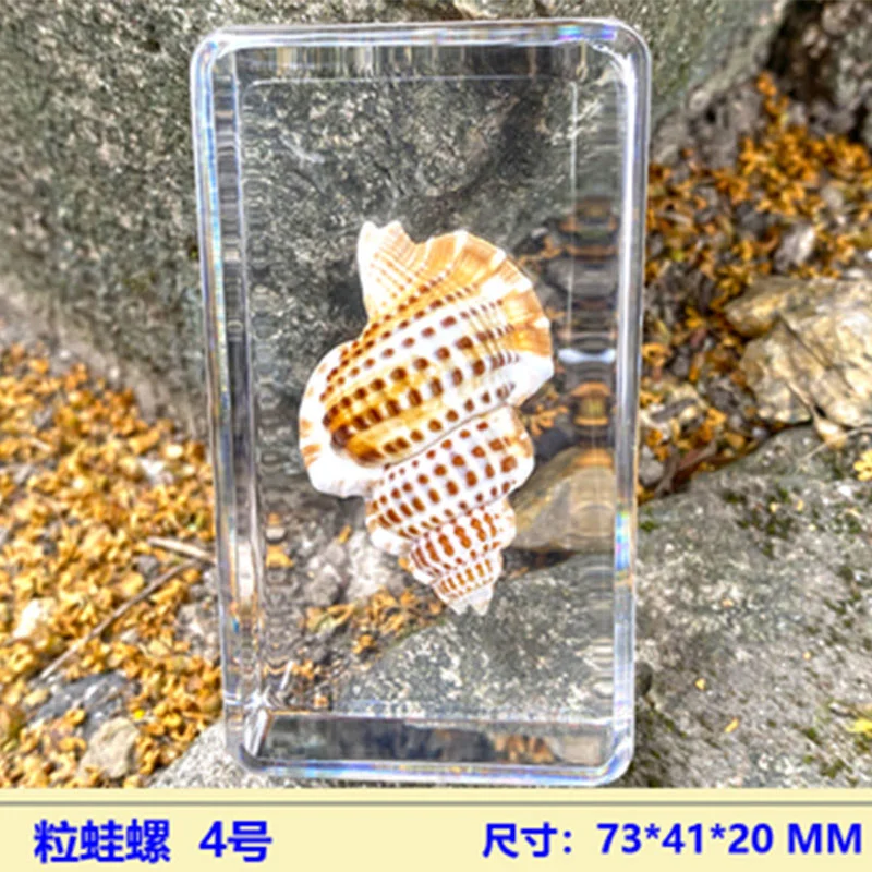 

Sea 1piece Tortoise Specimen Horse In Clear Resin Educational Explore Instrument School Biology Teaching Supplies 73x41x20MM