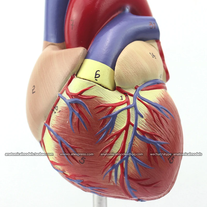 

12479 / Life Size Human Heart Model - 2 Parts, Magnetically Connect, Medical Science Teaching Anatomical Models