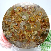 120mm ammonite fossil slice plate natural shell a compass madagascar fossil specimen crystal cup coaster healing ornament
