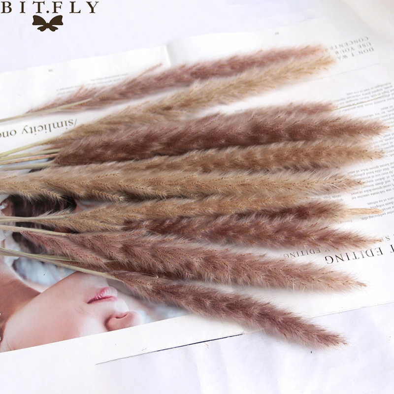 Горячие продажи Натуральные Сушеные маленькие Pampas трава Phragmites растения