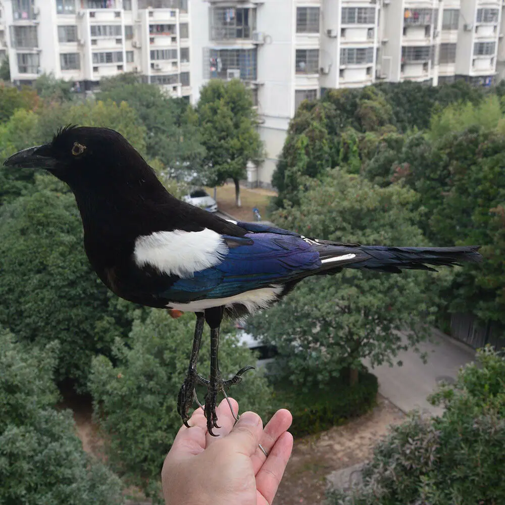1 шт. наполнитель для аксидермии Pica pica eurasia Magpie /Common Magpie/обучение/украшение черного