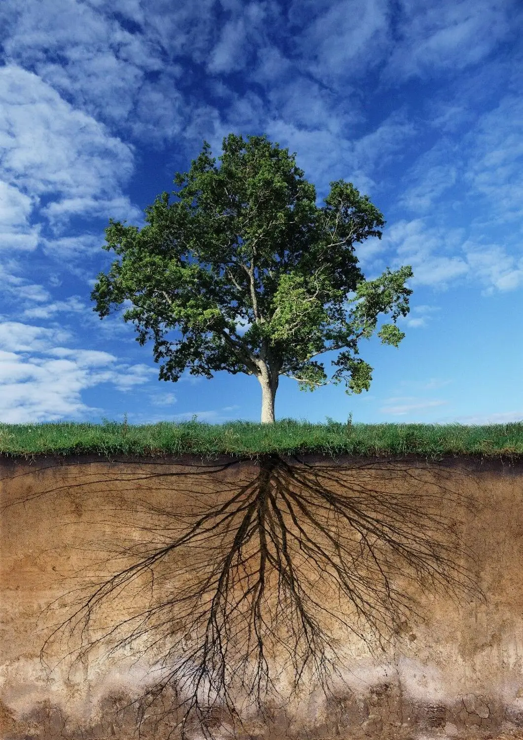 

Tree and Root System Art Film Print Silk Poster Home Wall Decor 24x36inch