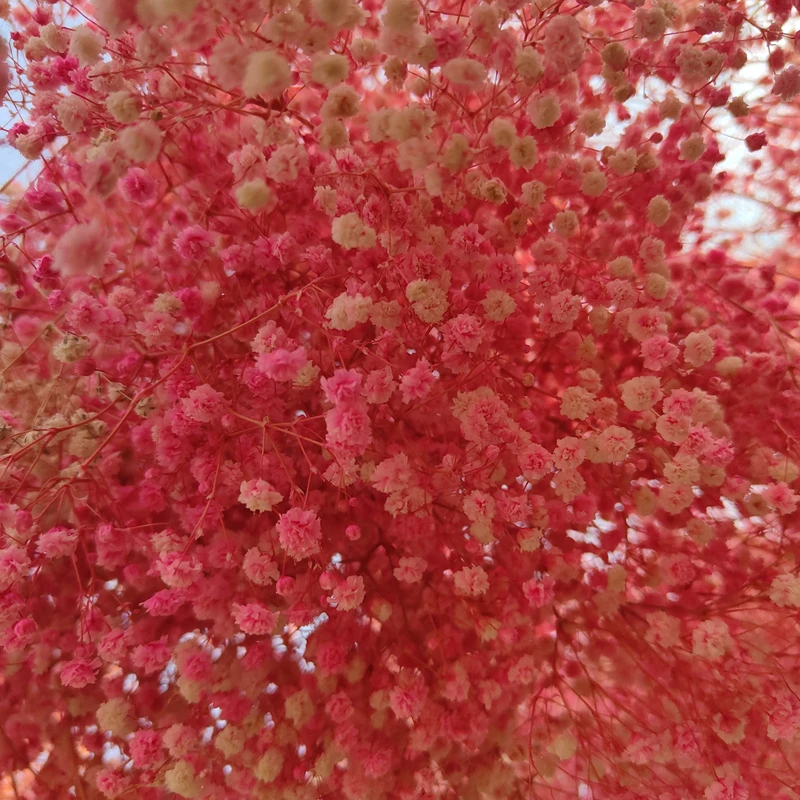 

Natural Dried Gypsophila Display Bouquet Baby's Breath Shooting Props Wedding Decoration Table Flower Paniculata Dekoration