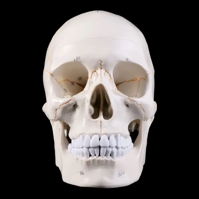 

Модель человеческого черепа в натуральную величину, анатомическая анатомия, медицинская обучающая голова скелета, Обучающие принадлежнос...