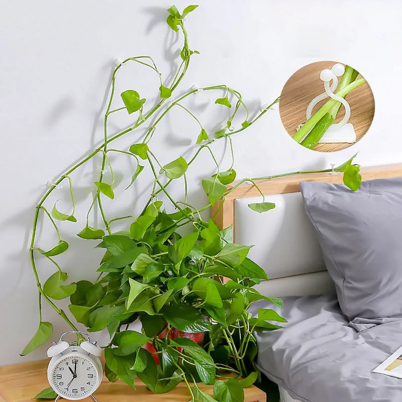 

10pcs Plant Climbing Wall Self-Adhesive Hook Fixture Clips Invisible Rattan Clamp Fixture Wall Sticky Hook Plant Support
