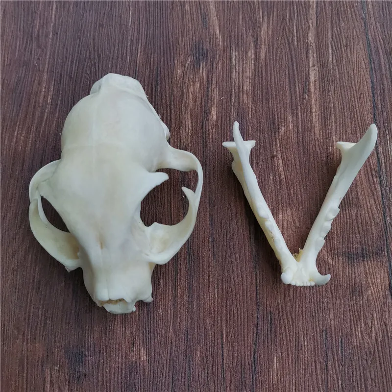 

1PCS -10PCS real skull stuffed animals gifts, crafts, decorations, halloween supplies