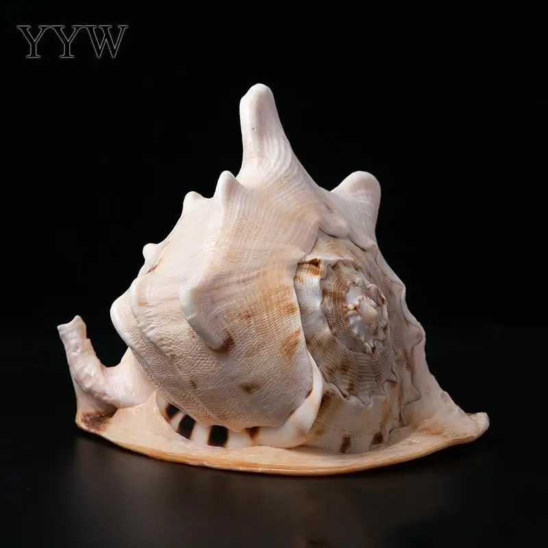 Большие Морские ракушки морские для украшения дома декоративная железная