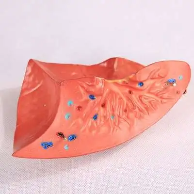 Легких модель медицинского слуховые аппараты Легочное Дыхание легких