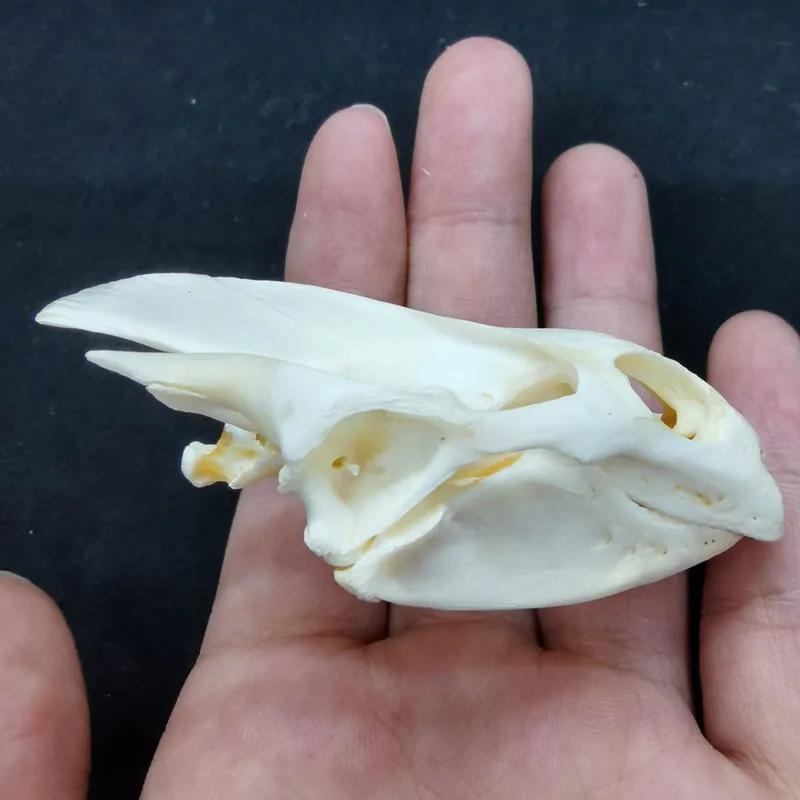 

5Pcs Real Turtle skull Crafts Jewlery,Educational Taxidermy Oddity Animal Skull Craft Art Halloween Gift