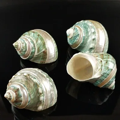 

Natural Conch Shell Home Decoration Aquarium