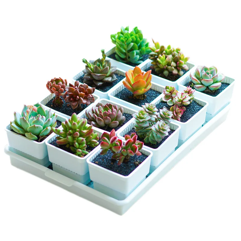 Meshpot 2 3 4 Inches Square Plastic Succulents Planter Pots With Tray Set,Nursery Pot Cactus Plant Pot Garden Pot