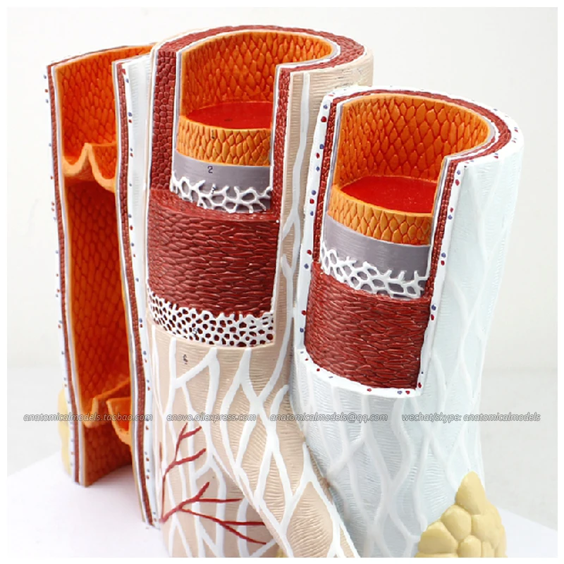 CMAM/12492 микроскопические кровеносные сосуды медицинская обучающая анатомическая