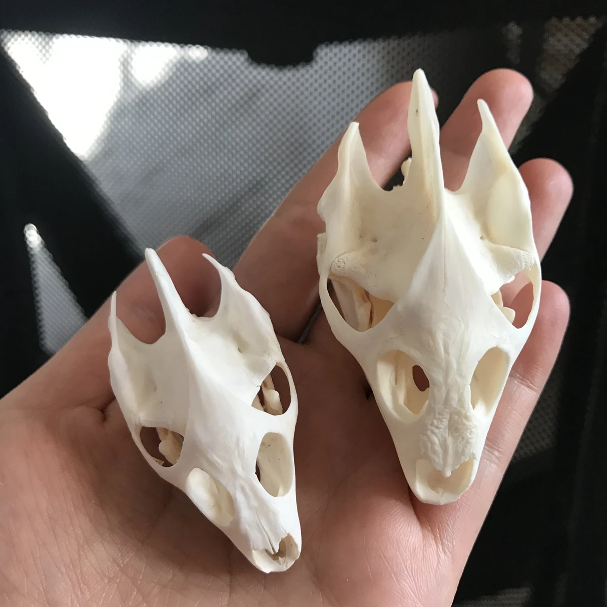 1PCS Chincmys reevesii Turtle skull Crafts Jewlery Educational Taxidermy Oddity Real Animal Skull (Has a lower jaw ) - купить по