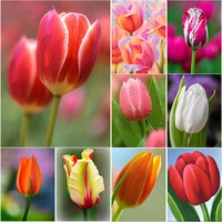 new 5d diy diamond painting full square round drill tulip diamond embroidery flower cross stitch crafts home decor manual gift