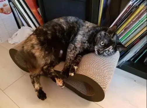 Скребок для кошек Lounge Fat Cat кровать картонная бумага Высокое качество кошка игрушка Когтеточка