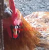 Изображение товара 2