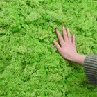 2040g искусственное растение вечной жизни мхового зеленого мха для дома, горшок для растений, Настенный декор мини садовый газон для микро ландшафтного дизайна питания