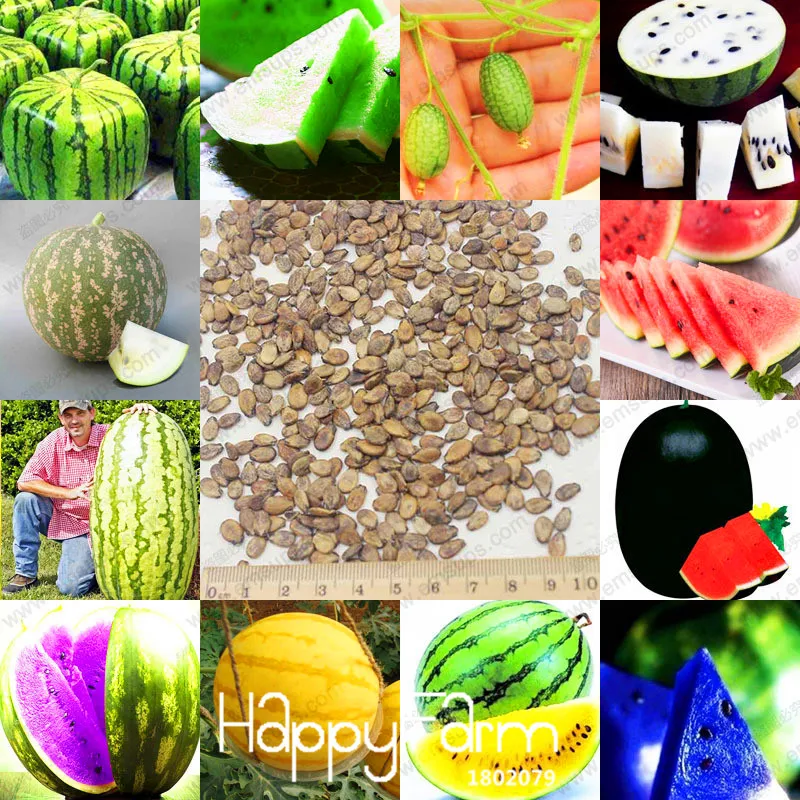 50 шт. дорогие семена арбуза редкая фотография для домашнего сада легко растут