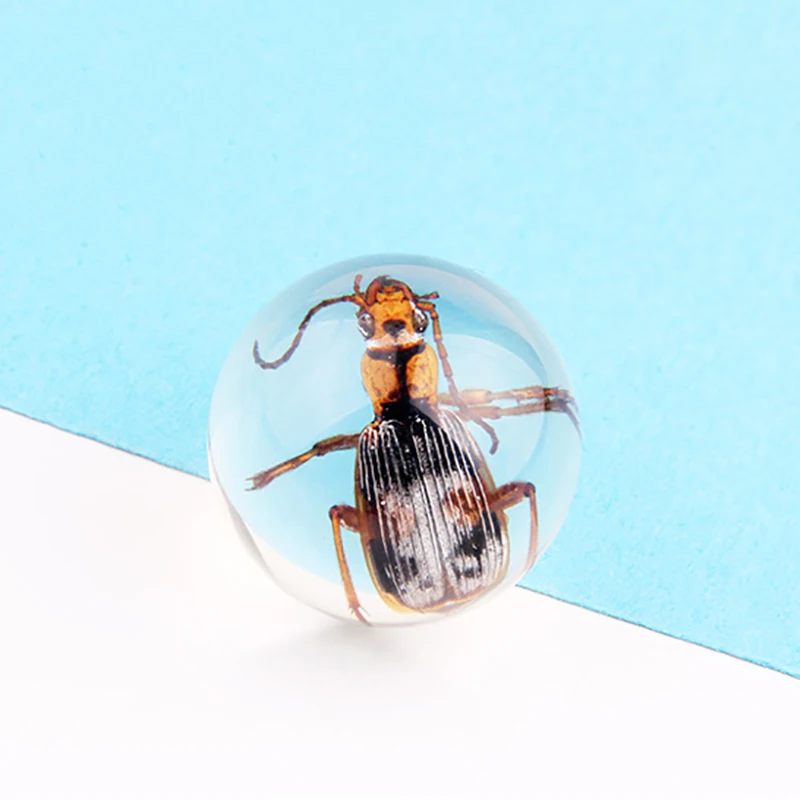 Школьное образование настоящие образцы насекомых прозрачная смола янтарная