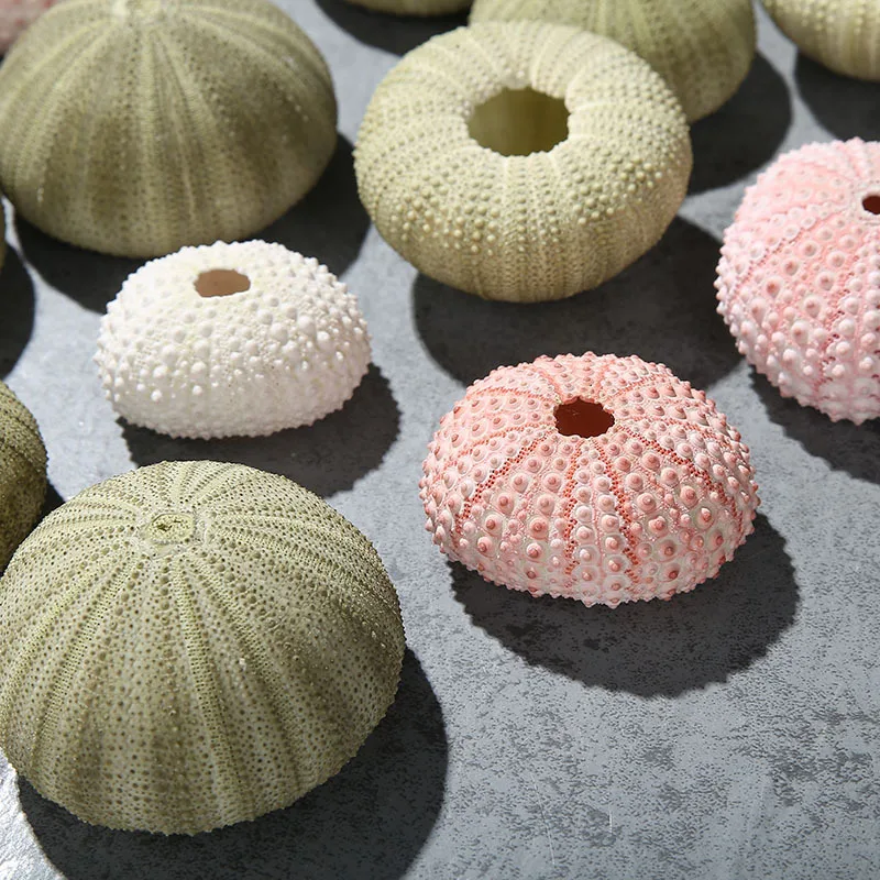 

10pcs natural sea urchin Home decoration crafts pecerasy acuarios landscape морской декор ornaments сервировка стола Ракушка