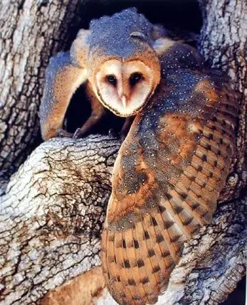 

Barn Wall Decor Owl Bird Wildlife Animal Art Print Poster