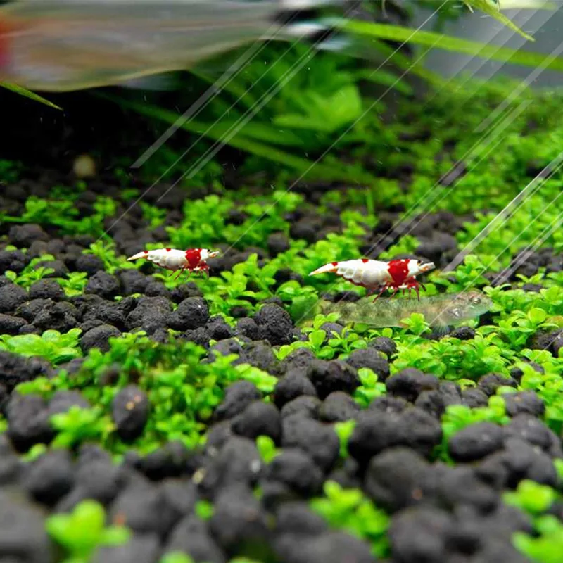 Водное растение корень удобрений песок аквариумные Kies почвы камень подложка мох