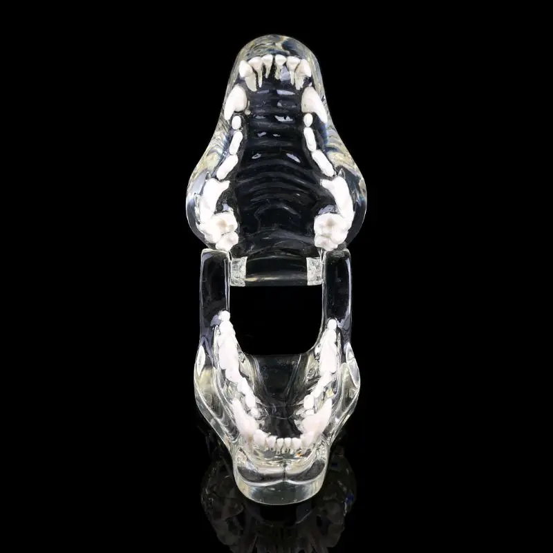 Прозрачная модель челюсти для собак анатомическая обучающая демонстрация Клыка