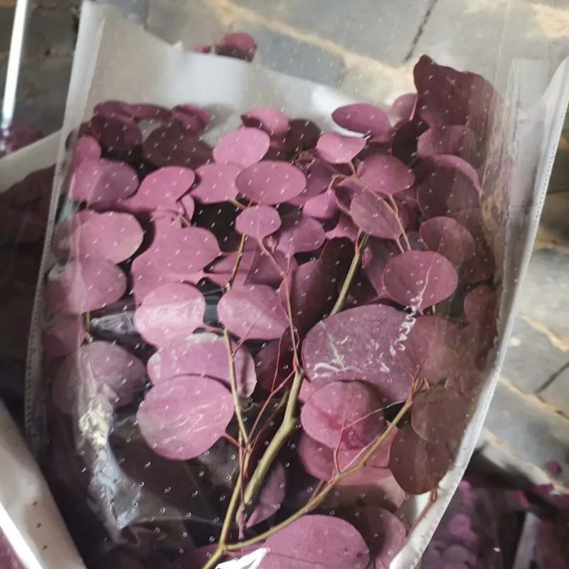 100/г цветок вечной жизни эвкалипт Подарочная коробка материал для цветочной